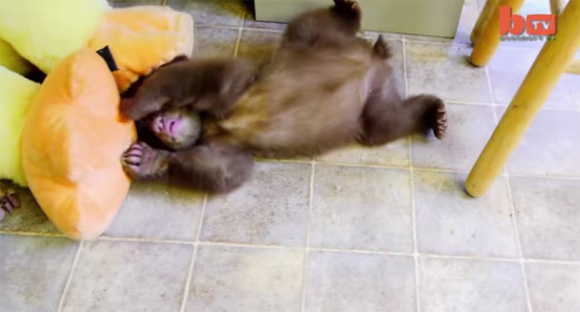母親の亡骸にしがみついて泣いていたクマの赤ちゃんが保護される アメリカ ぬいぐるみみたいにかわいい カラパイア