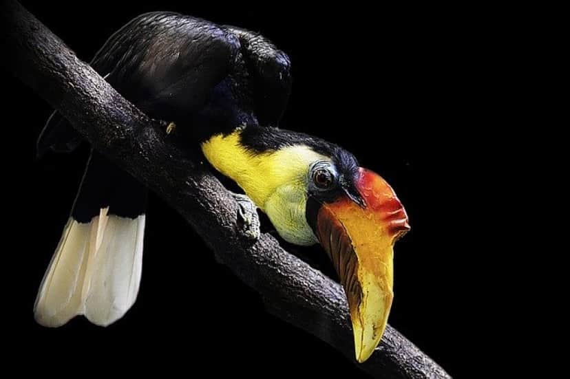 hornbill-1352493_640