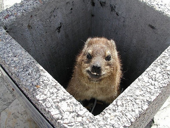 rock hyrax 27