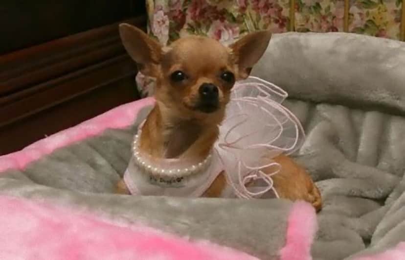 Conchita-the-Chihuahua-gail-posner_e