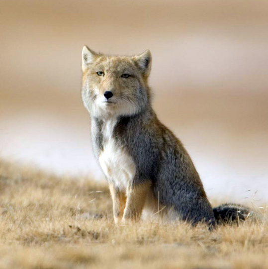 Tibetian_fox_Vulpes_ferrilata