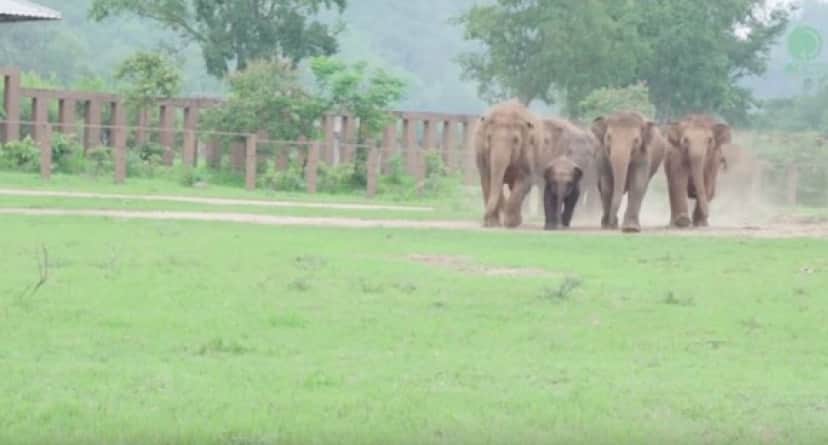 elephants-run-greet-new-rescue-baby-1_e