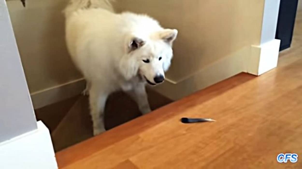 コレっていったい何物なんだ 怖いよ怖い ふわふわりんと舞う羽根が怖い犬総集編 カラパイア コレっていったい何物なんだ 怖いよ怖い ふわふわりんと舞う羽根が怖い犬総集編 カラパイア
