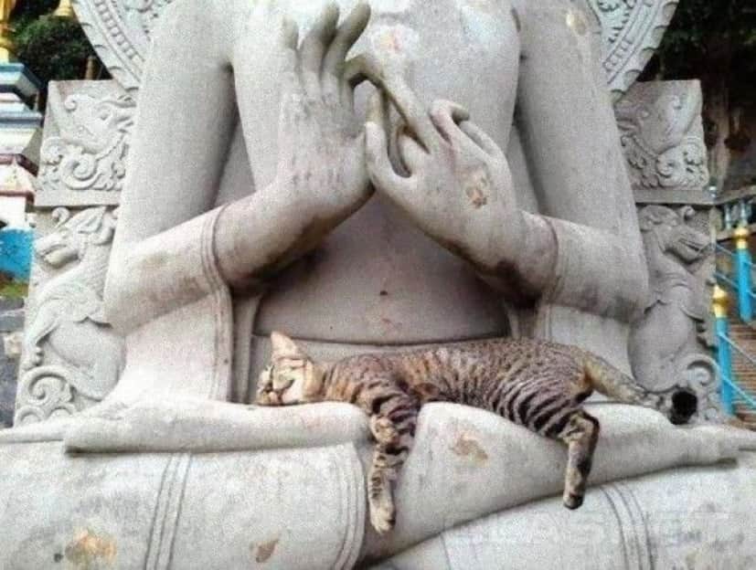catnstatue1_e