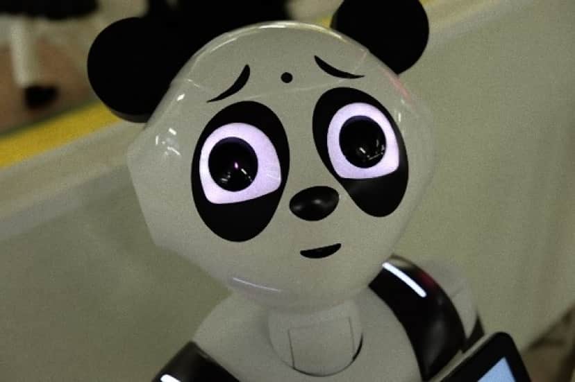 panda