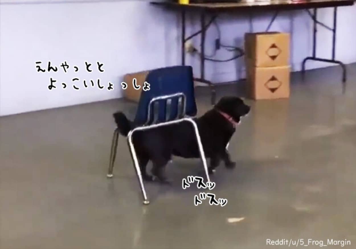 椅子を背中に乗せて歩く犬