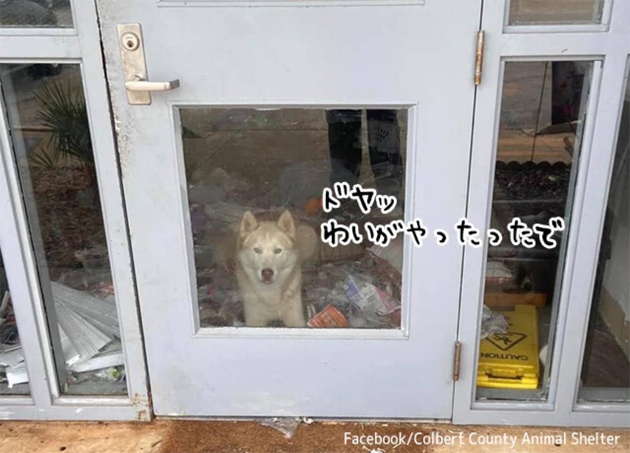 保護施設に来て早々大暴れしてドヤるハスキー犬