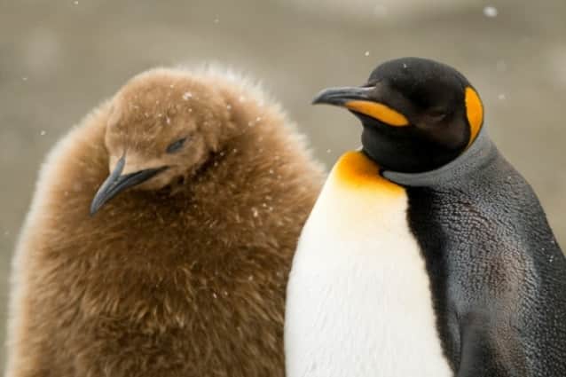 ラスボス感がすごいけどヒナだから 独り立ちする気マンマンのキングペンギンの子 我が道を行く カラパイア ラスボス感がすごいけどヒナだから 独り立ちする気マンマンのキングペンギンの子 我が道を行く カラパイア