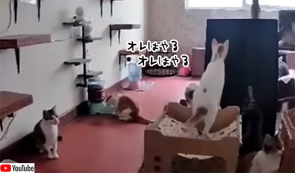 猫界の「オレはやる」でカオスが勃発！1匹の猫から始まる連鎖反応