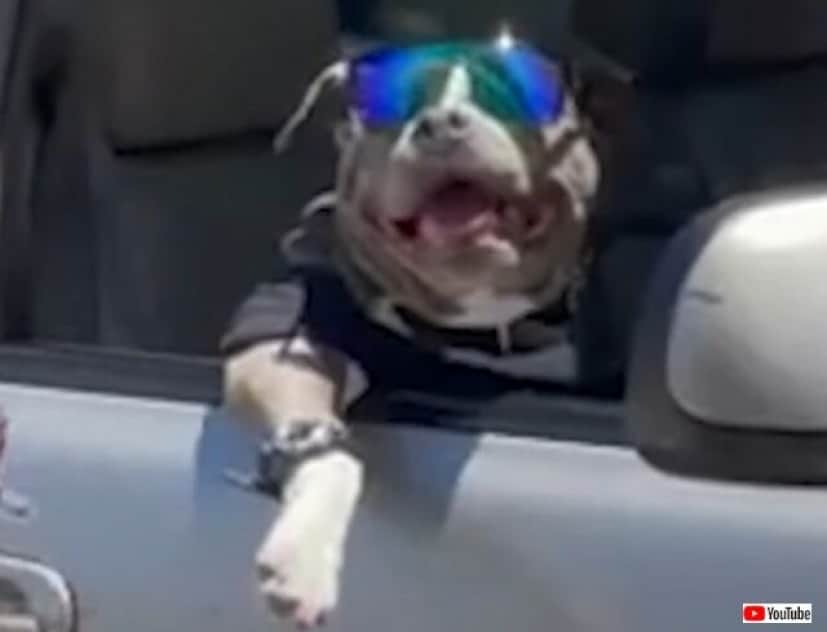 犬だってドライブを満喫するよ 助手席にいたクールガイ ハイタッチしてください のリクエストに応えてこの笑顔 カラパイア
