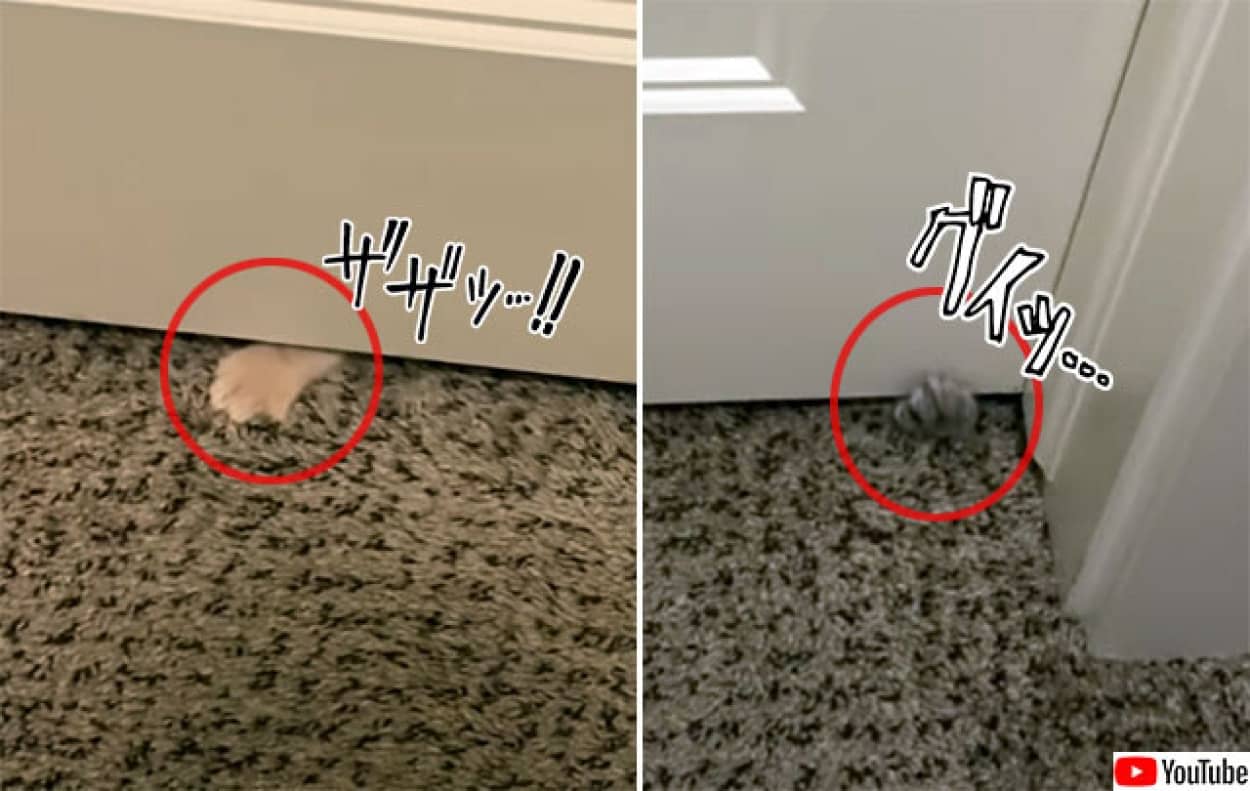 ドアに忍び寄る小さな肉球、その正体は子猫の大群!