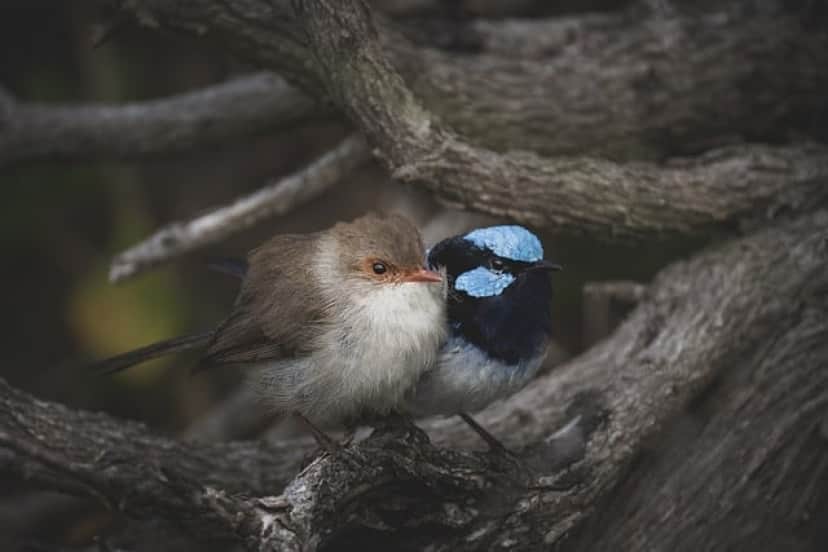 superb-fairywrens-7754678_640