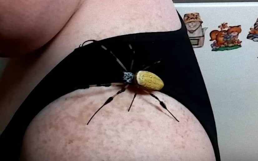 spider1_e