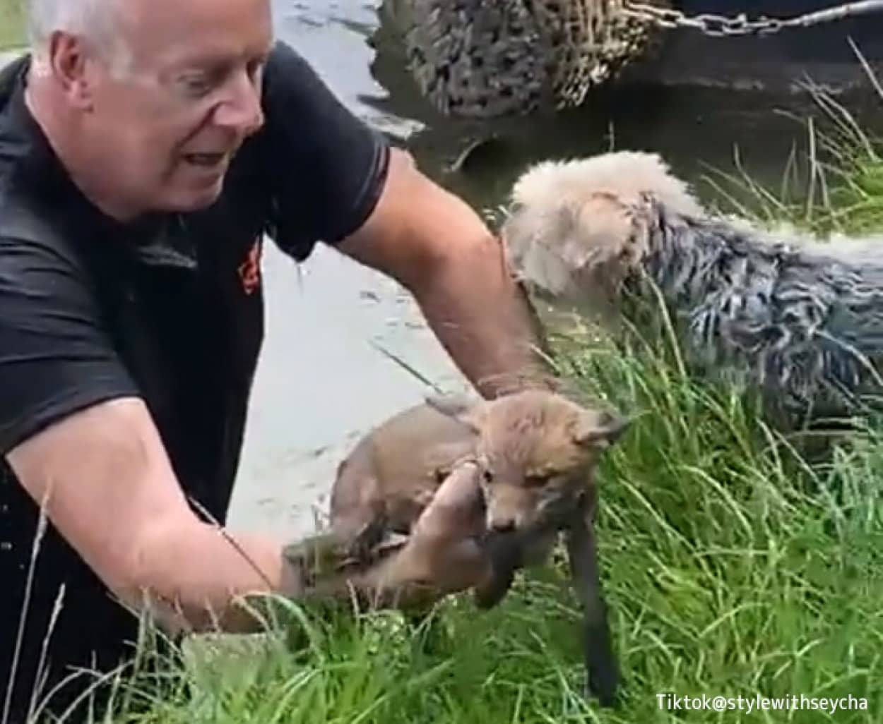 溺れているキツネの子を発見した男性、服のまま運河に飛び込み救助に成功