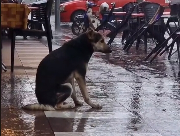 雨に打たれながら悲しい表情で店の前に座っていた犬。SNSがきっかけで8か月ぶりに飼い主と再会
