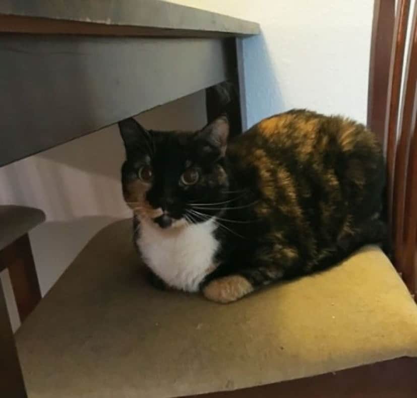 cat3_e