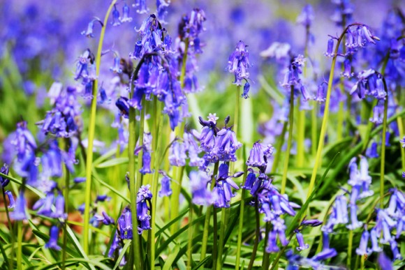 一年でたった10日だけ 青紫の美しい花 ブルーベル が咲き乱れるベルギ ブリュッセルの森のファンタジーな風景 カラパイア