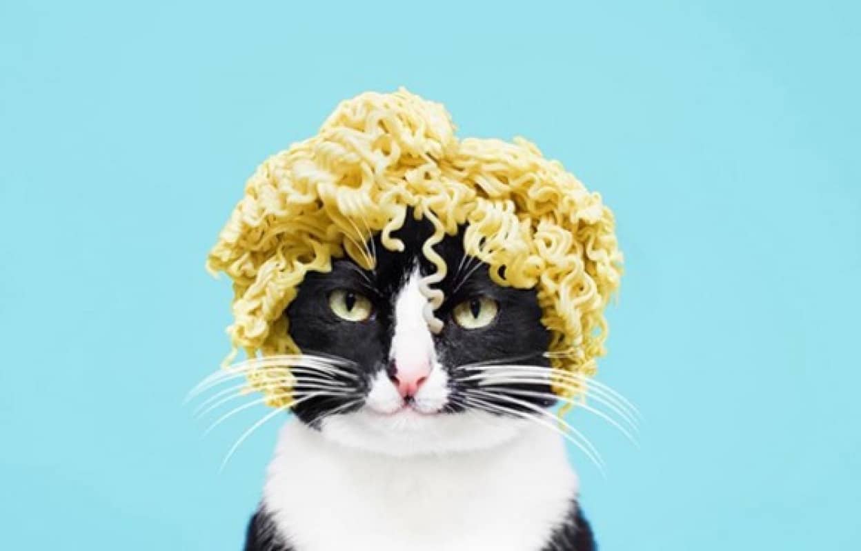 飼い猫が好きすぎて 画像加工や小道具でいじくりたおした飼い主の面白猫画像 カラパイア 飼い猫が好きすぎて 画像加工や小道具でいじくりたおした飼い主の面白猫画像 カラパイア