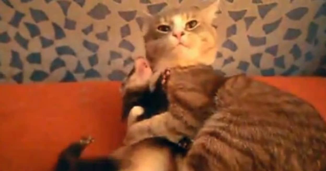 猫にかまってもらいたいフェレット とんでもないところを攻撃しだす カラパイア