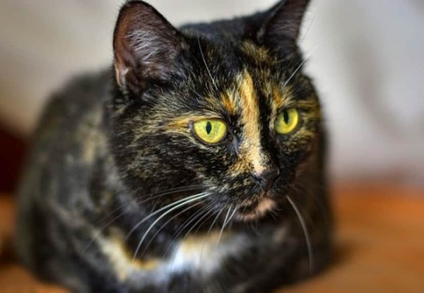 cat-4977608_640_e