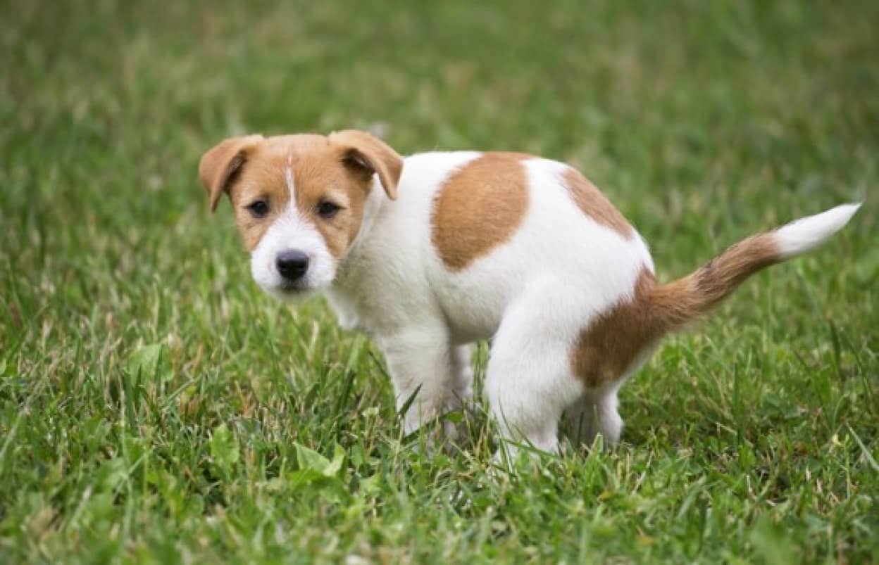 なぜ犬はうんちっちをする前にグルグル回るのか 体を地球の磁場に合わせていたことが判明 共同研究 カラパイア