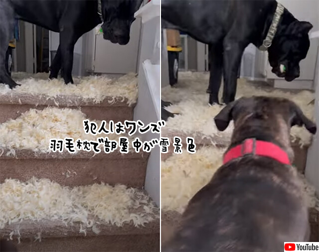 家の中が雪景色。犬を飼っている家で羽毛枕のご使用はお控えくださいな件