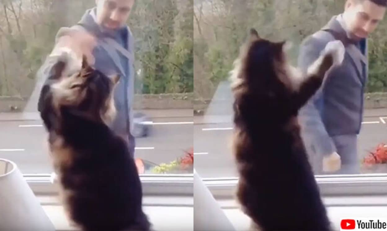 いまから出勤か おつかれ 通行人男性に手を振る猫 カラパイア