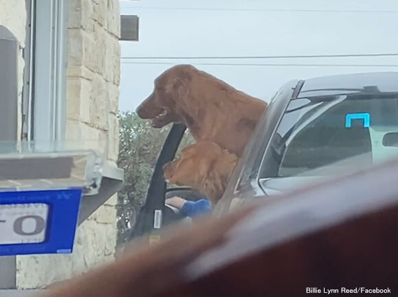 早く、早く例のブツを！スターバックスのドライブスルーで犬用裏メニュー「パプチーノ」が欲しすぎて待ちきれない犬