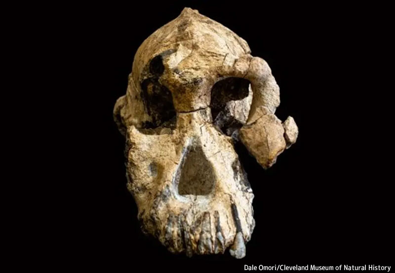 380万年前の頭蓋骨から人類の祖先の顔が明らかに