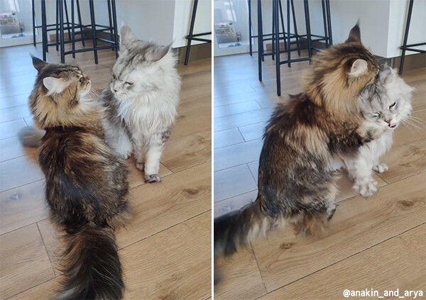 ザクとは違うのだよ。巨大猫メインクーン同士のじゃれあいが貫禄たっぷりだけどゆっくり