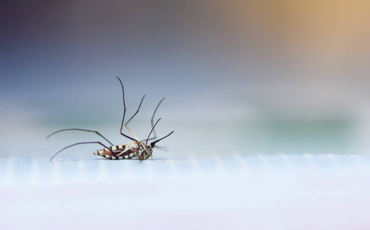 遺伝子組み換え蚊の大量放出がついに実施の運び