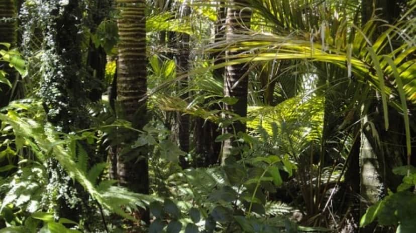 rainforest-78516_640_e