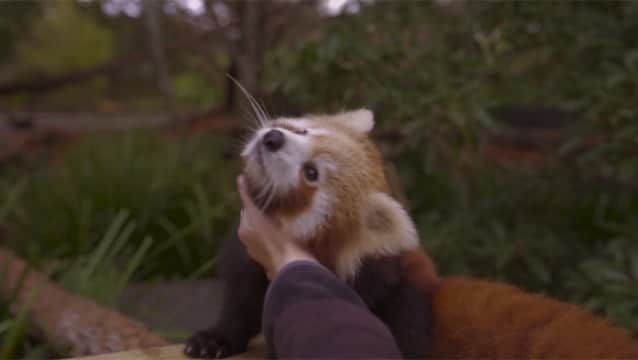 レッドパンダ レッサーパンダ だってモフられたい ごはんと同じくらい撫でられるのが好きなわけやし オーストラリア カラパイア レッドパンダ レッサーパンダ だってモフられたい ごはんと同じくらい撫でられるのが好きなわけやし オーストラリア カラパイア