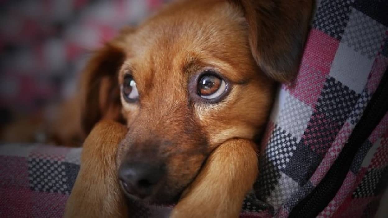 dog-3071334_640_e
