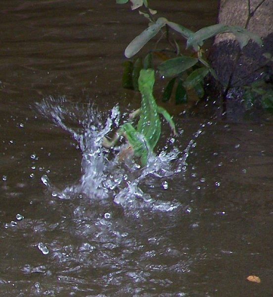 水面の上を軽やかに走る忍者トカゲ バジリスク カラパイア