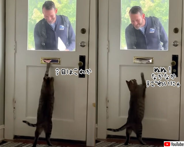 郵便配達員を誰よりも心待ちにしている猫。ドア越しで遊んでもらうのが大好き