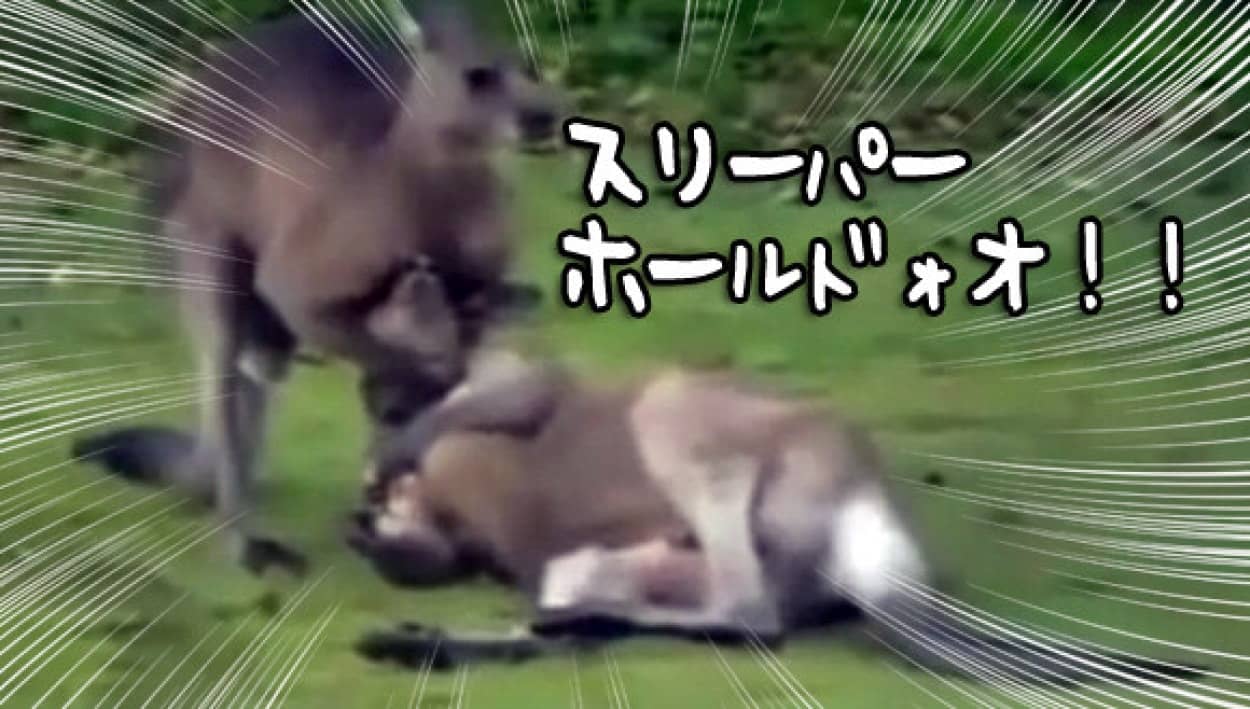 スリーパーホールド カンガルーの格闘技が多彩になっていた カラパイア