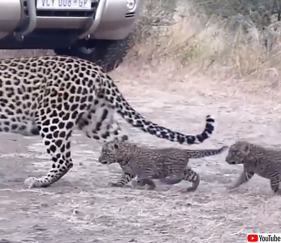 ヒョウの親子の道路渡りレクチャー