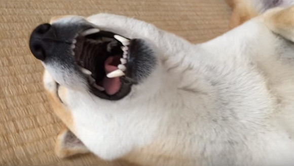 新ジャンル シバ寝 が開拓できそうなほど かわいい寝相の柴犬 カラパイア 新ジャンル シバ寝 が開拓できそうなほど かわいい寝相の柴犬 カラパイア