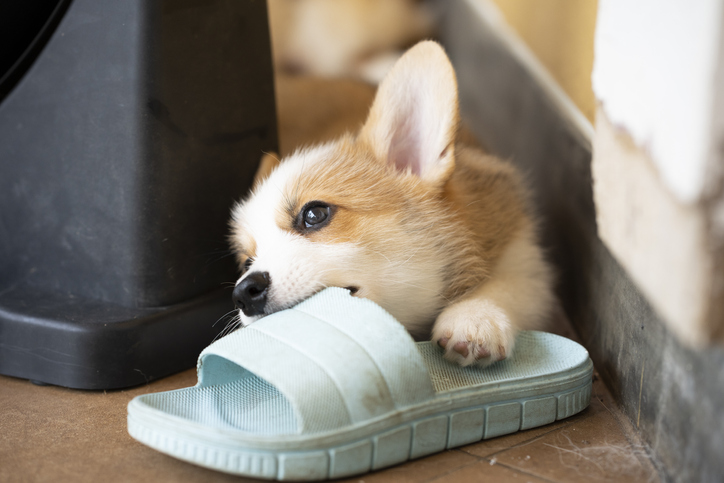 にがいワン！世界初、苦すぎて犬が噛めないビーチサンダルを開発