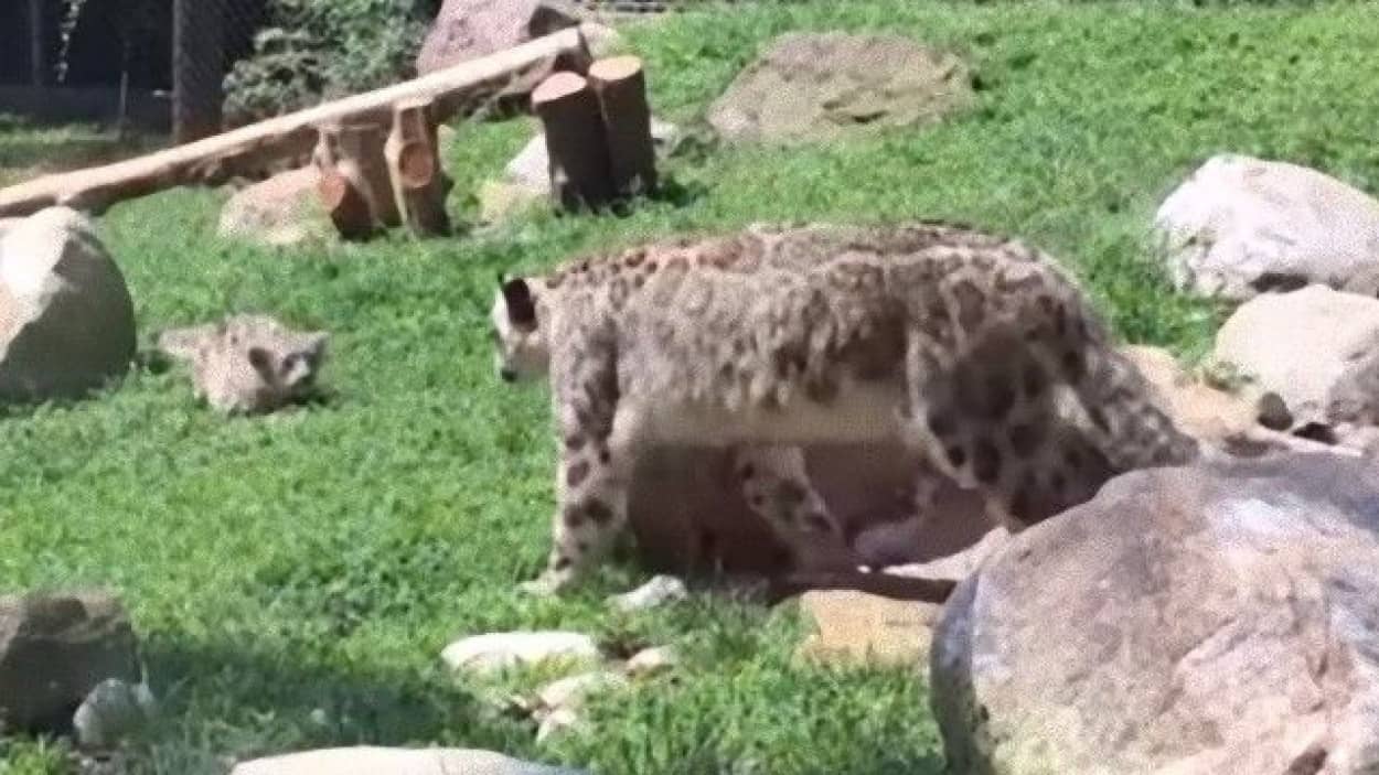 驚いちっち ユキヒョウは我が子にびっくりしがちな件 カラパイア 驚いちっち ユキヒョウは我が子にびっくりしがちな件 カラパイア