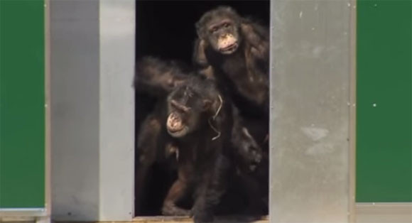動物実験の為だけに生かされてきたチンパンジーたちが30年ぶりに外の景色を見る瞬間 カラパイア