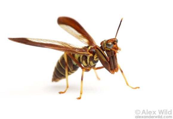 カマキリ スズメバチで昆虫最強伝説を築き上げるキメラちっくな昆虫 カマキリモドキ カラパイア