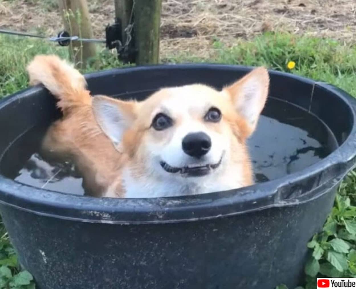ワクワクバスタイムを楽しみたいコーギー犬 近づく犬や馬を徹底排除 でもその水が入っている容器って カラパイア ワクワクバスタイムを楽しみたいコーギー犬 近づく犬や馬を徹底排除 でもその水が入っている容器って カラパイア