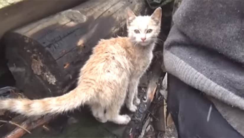 トルコのおじいさんがあやまって家を全焼 唯一助かった愛猫が心の支えに カラパイア