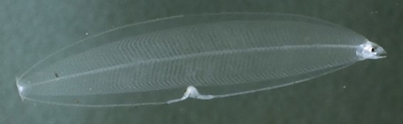 Leptocephalus_e