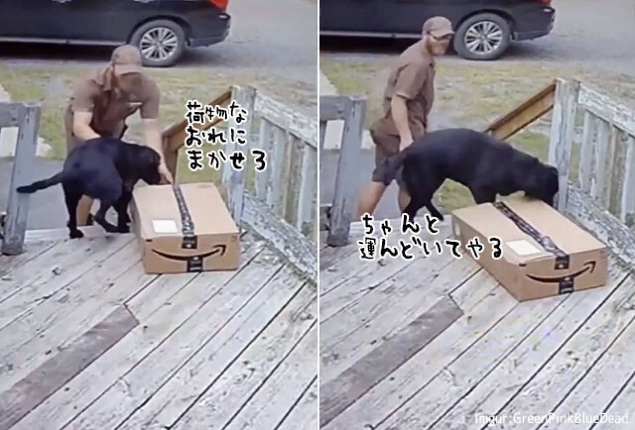 犬に荷物を任せた配達員の困惑