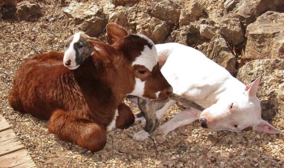 ミニチュア牛 犬と親友になった結果犬化が進む 牛である事実をすっかり失念 自分犬やし カラパイア ミニチュア牛 犬と親友になった結果犬化が進む 牛である事実をすっかり失念 自分犬やし カラパイア