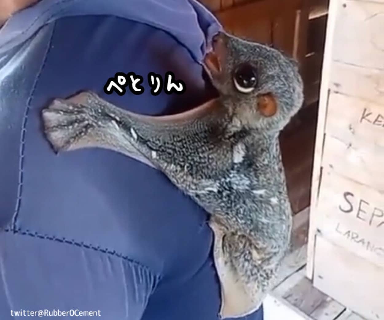 マレーヒヨケザル
