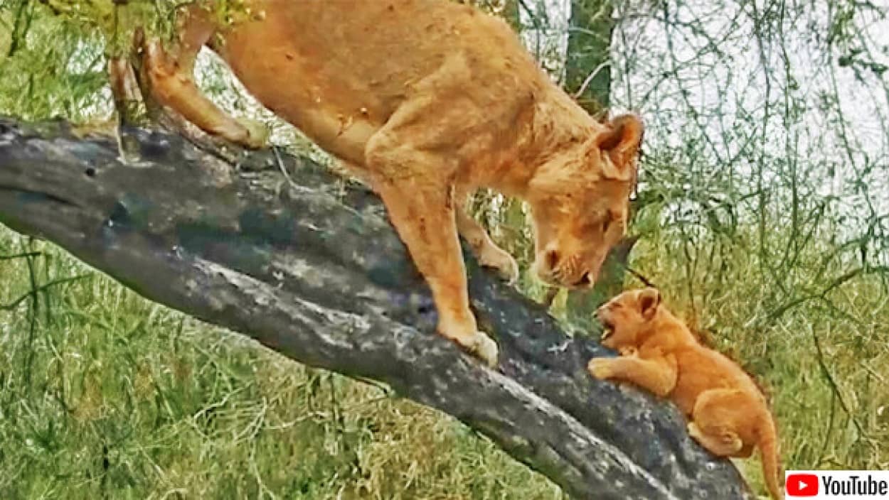 ライオンのお母さんが子供たちに木登りを教える